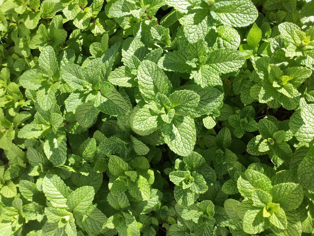 Ez a 6 növény igazi vitaminbomba, kerti tippek, kerttipp.hu, menta