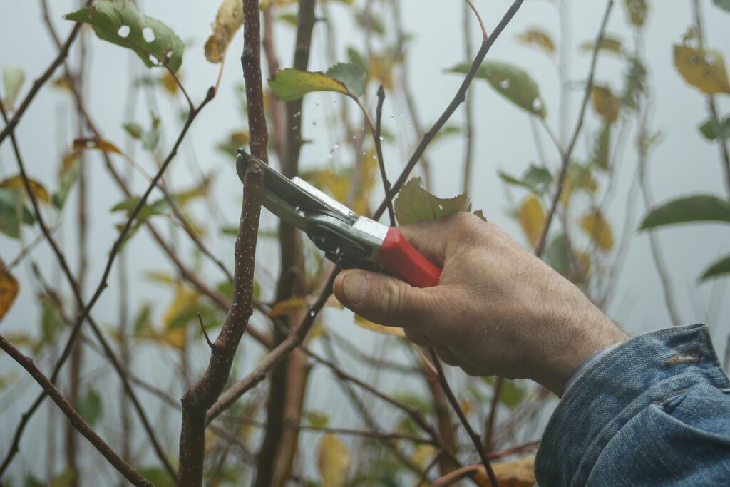 metszési technikák gyümölcsfa metsési technikák nem csak kezdőknek kerttipp.hu