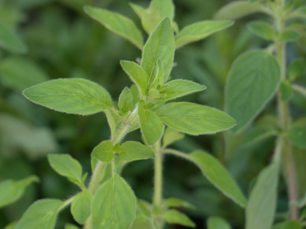 oregano oregánó fűszer növény szurokfű mire jó kerttipp.hu