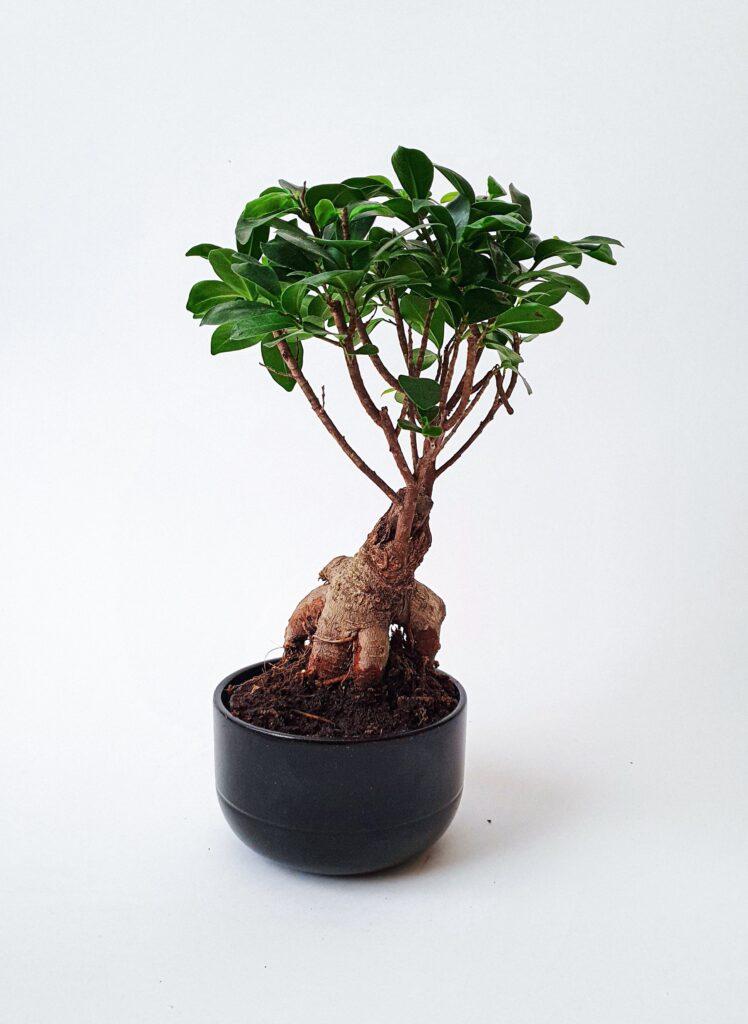bonsai fikusz gondozása