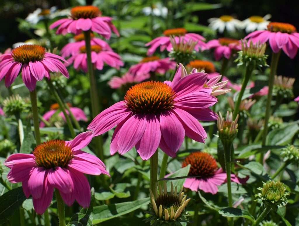 immunerősítő növények, echinacea, kerttipp, kerttipp.hu, vitalitás, egészség megőrzése, C vitamin, echinacea kivonat, tea