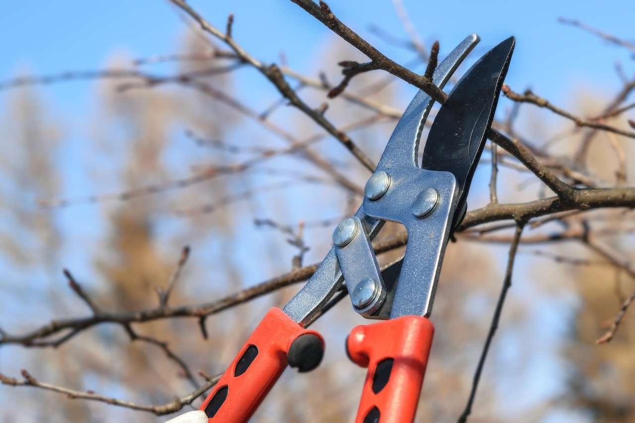 meggyfa metszése lépésről lépésre szakszerűen, fiatal öreg meggyfa metszése, meggyfa metszése tavasszal, ősszel